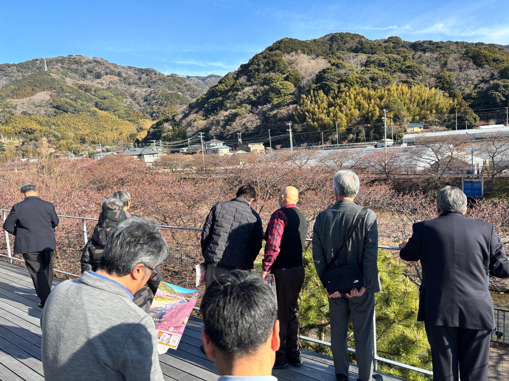 河津桜テラスの視察