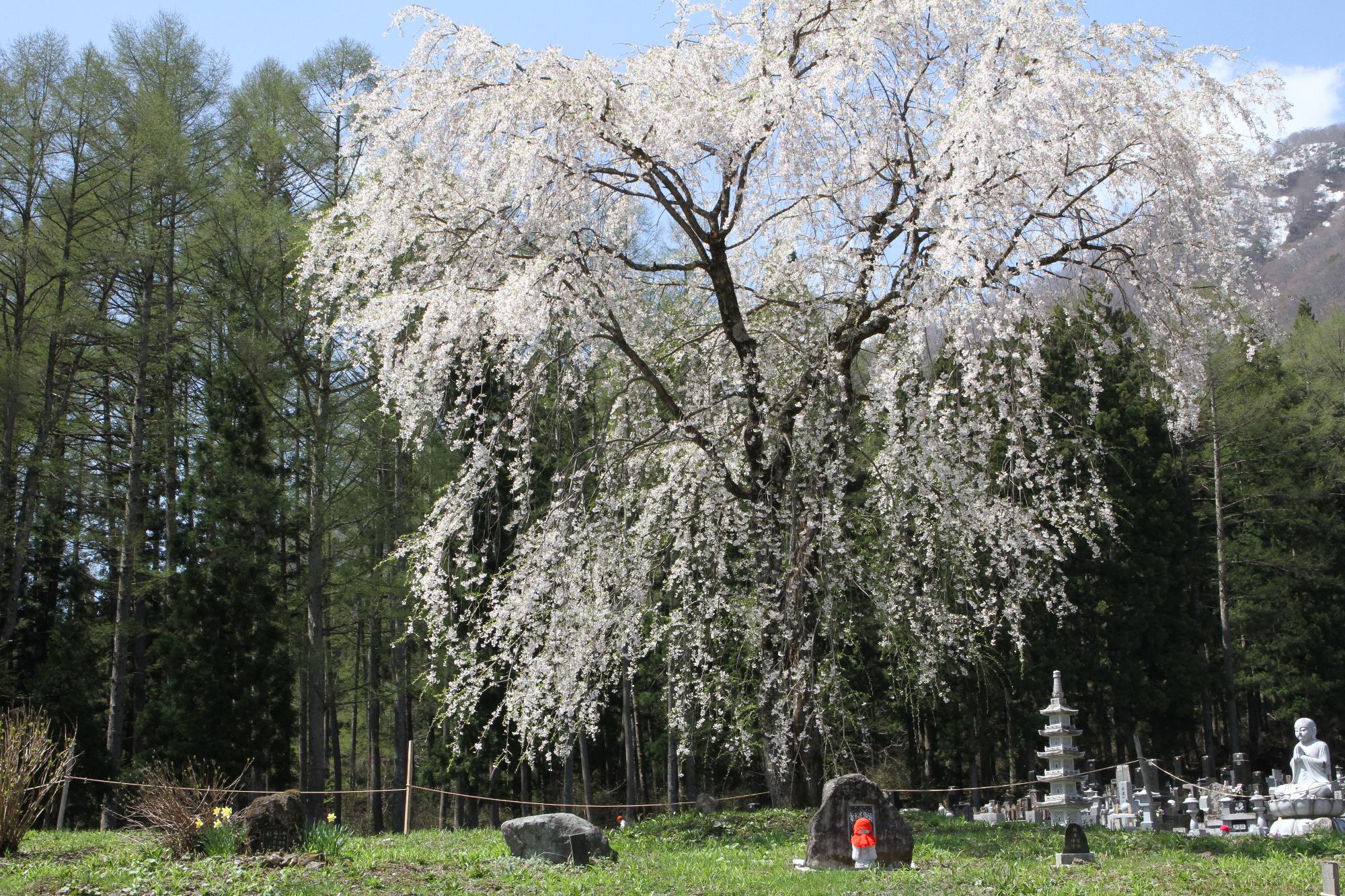 貞麟寺の桜