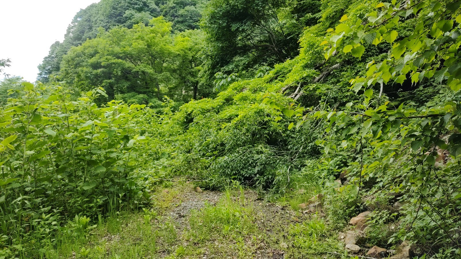 野平青鬼林道倒木