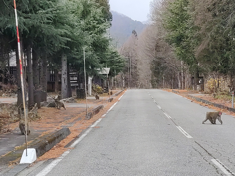 猿追い払い風景