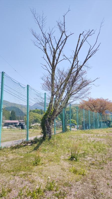 伐採前