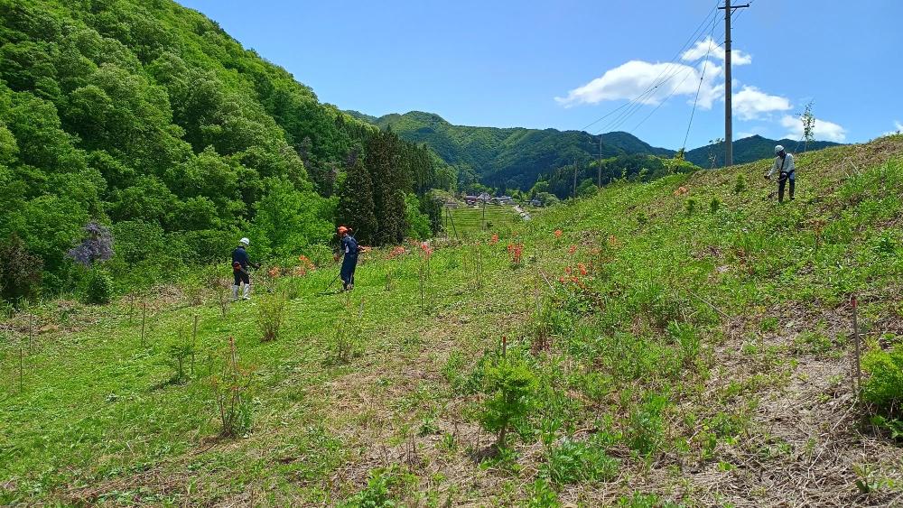 植樹祭会場草刈り