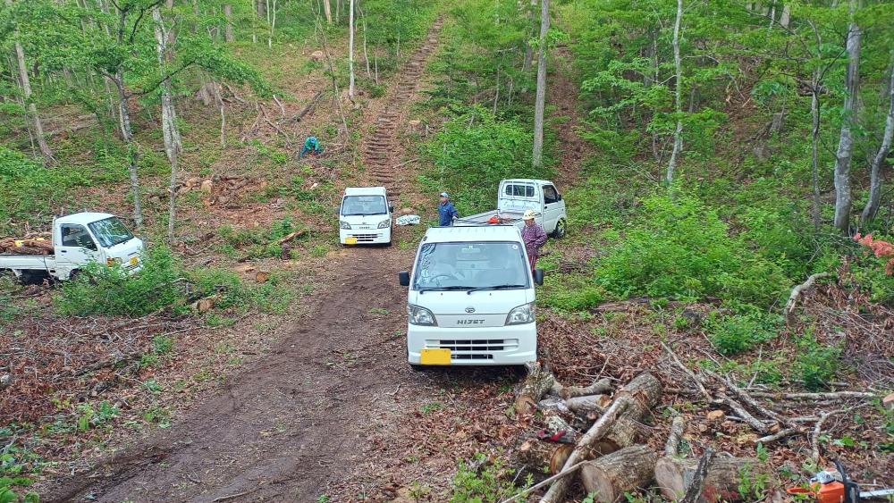 伐採木配布