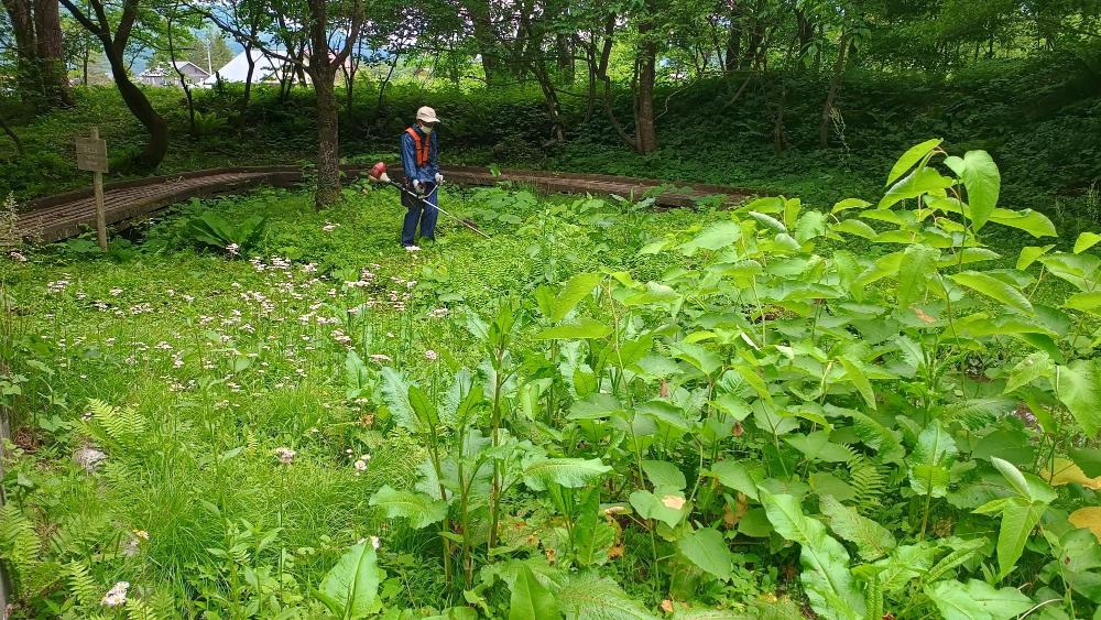 木流川ビオトープ草刈り