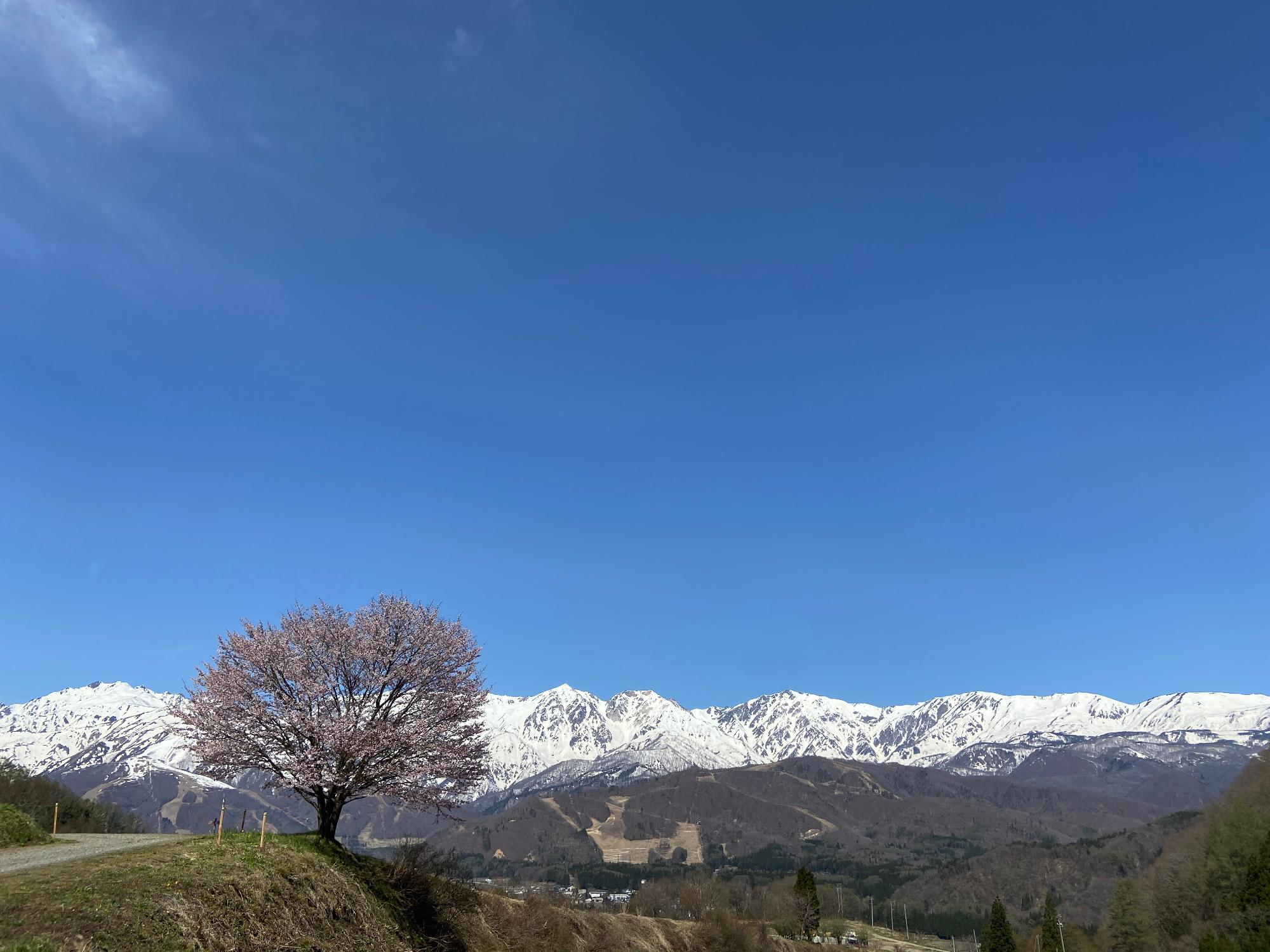 野平の一本桜1