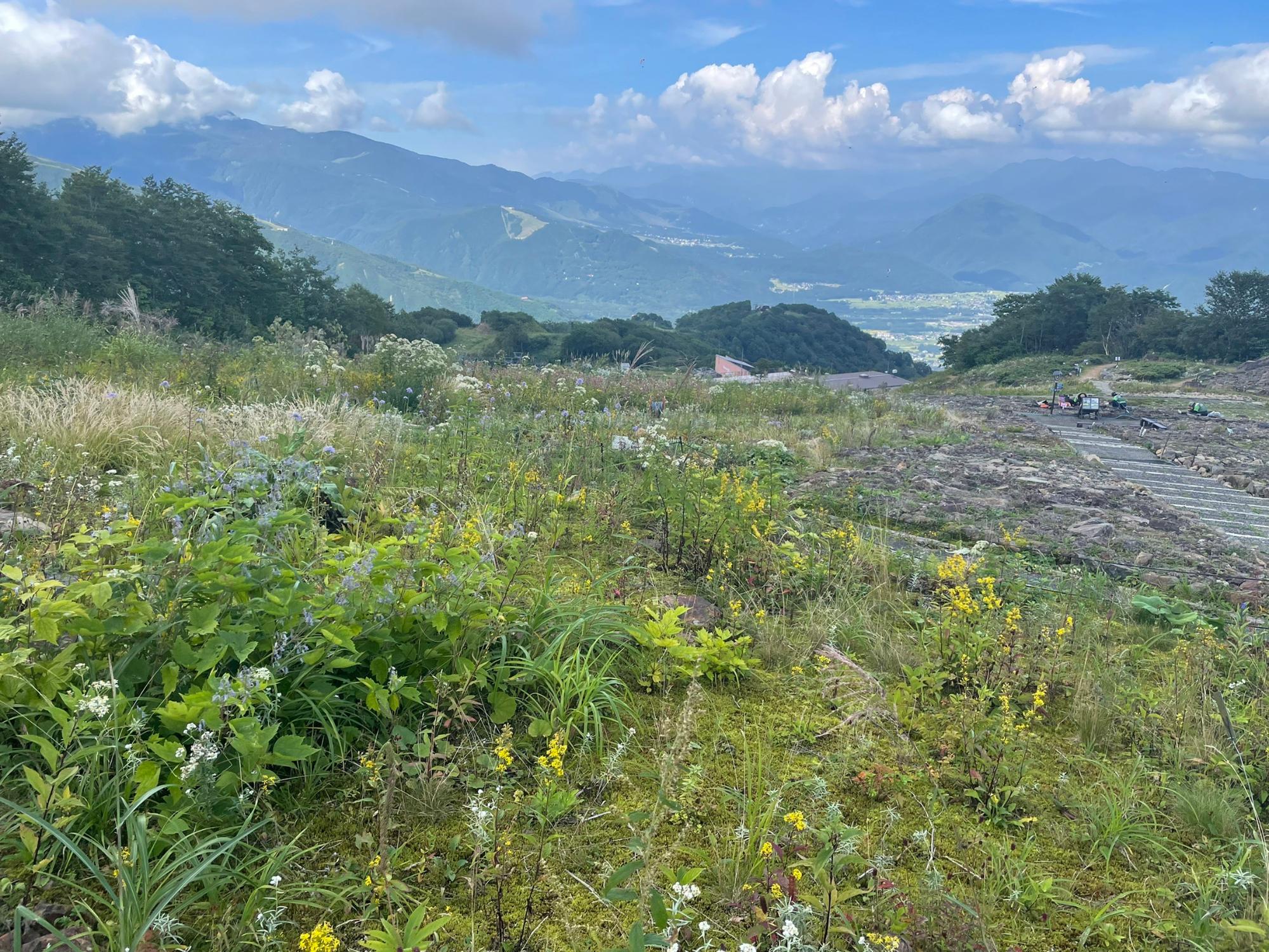 白馬五竜高山植物園