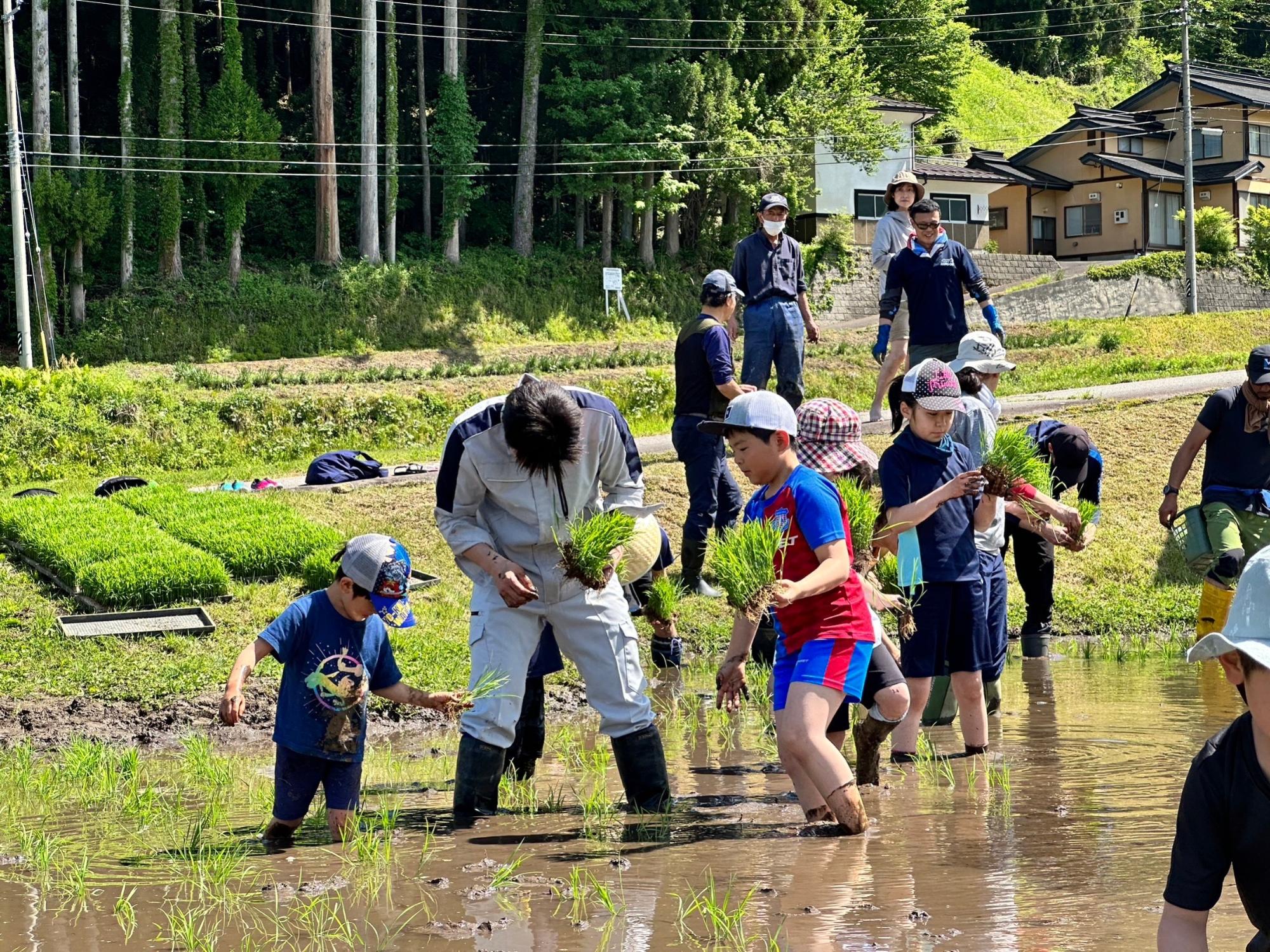 日本酒づくりプロジェクト「酒米田植えツアー」