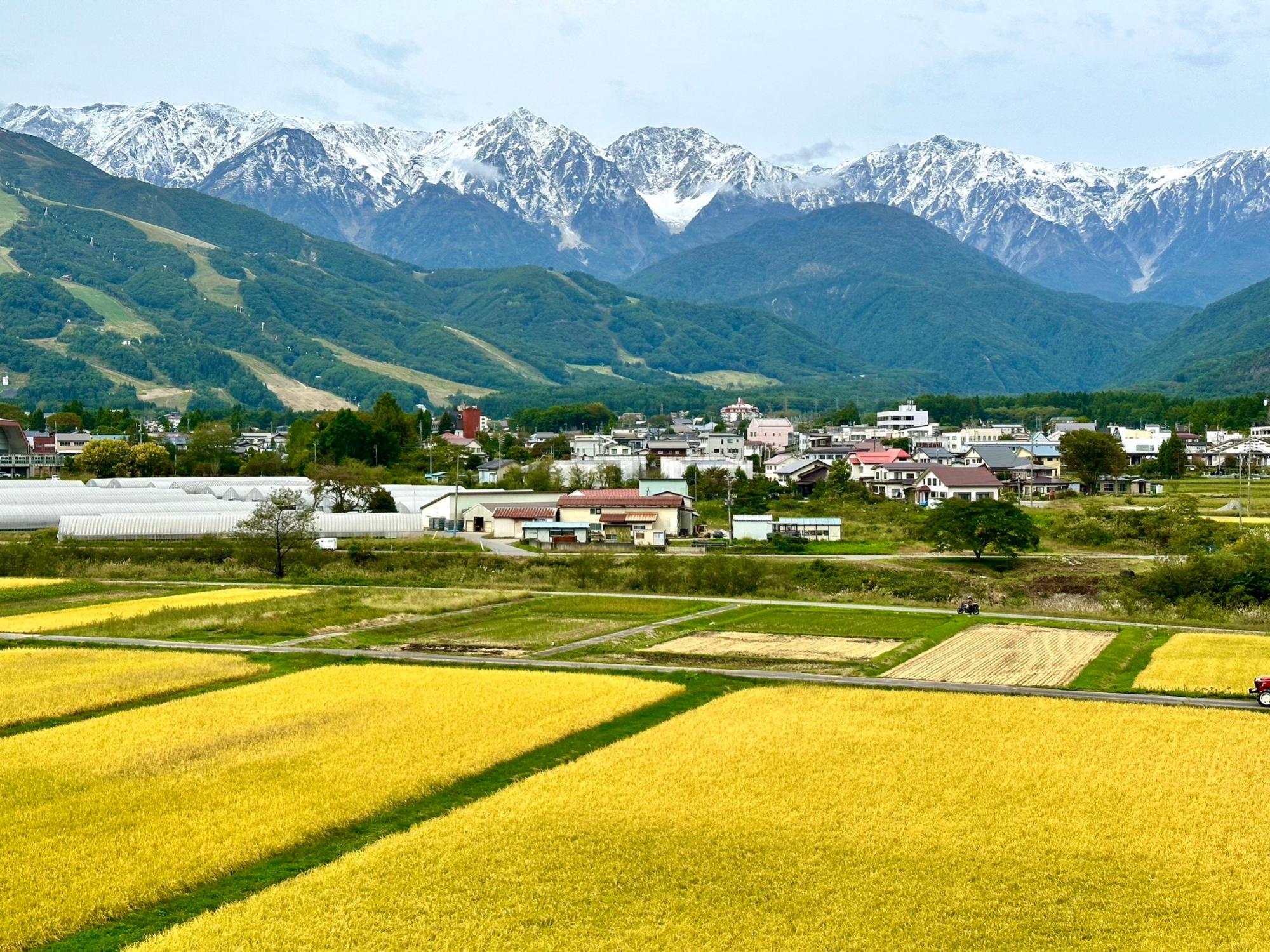 10月紅葉