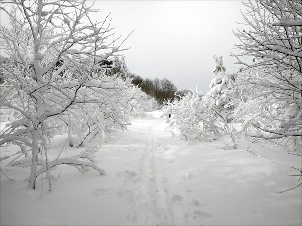 雪の積もった東山登山道