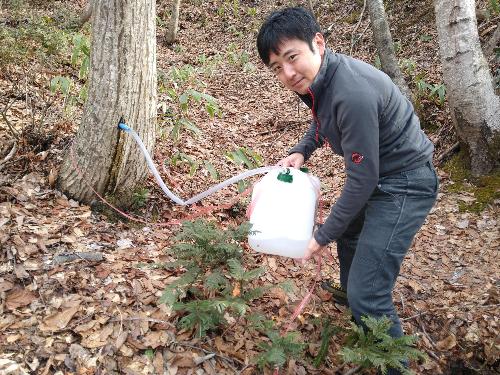 カエデ樹液採取画像