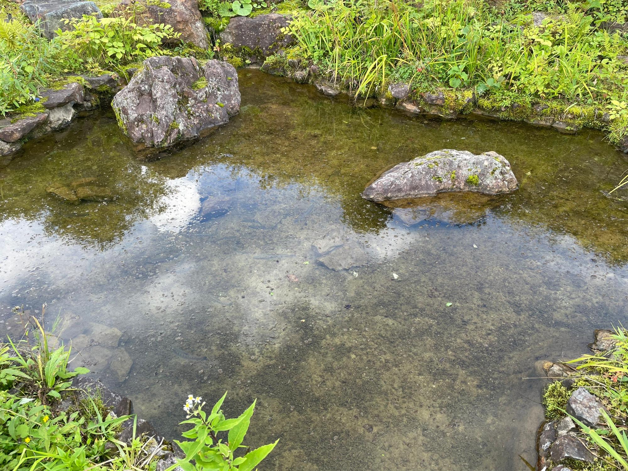 白馬五竜高山植物園2