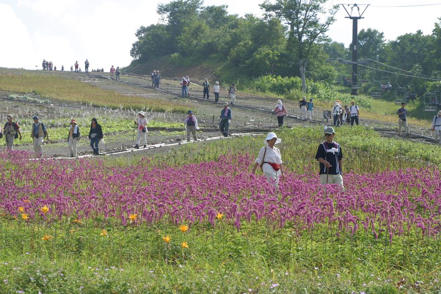 2003年 白馬Alps花三昧2003